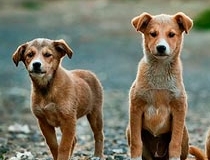 Animales de compañía
