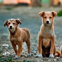 Perro en consulta veterinaria