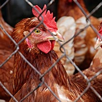 Gallinas en una granja avícola