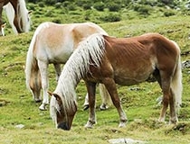 Análisis clínico en ganado equino