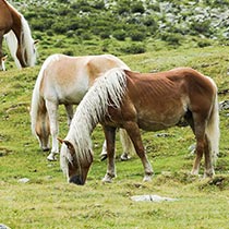 Caballos